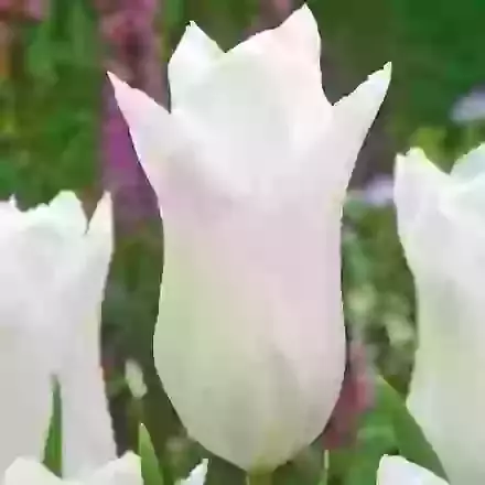 White Triumphator